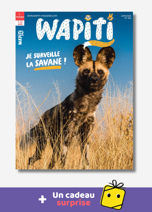 Wapiti // 2309REWB