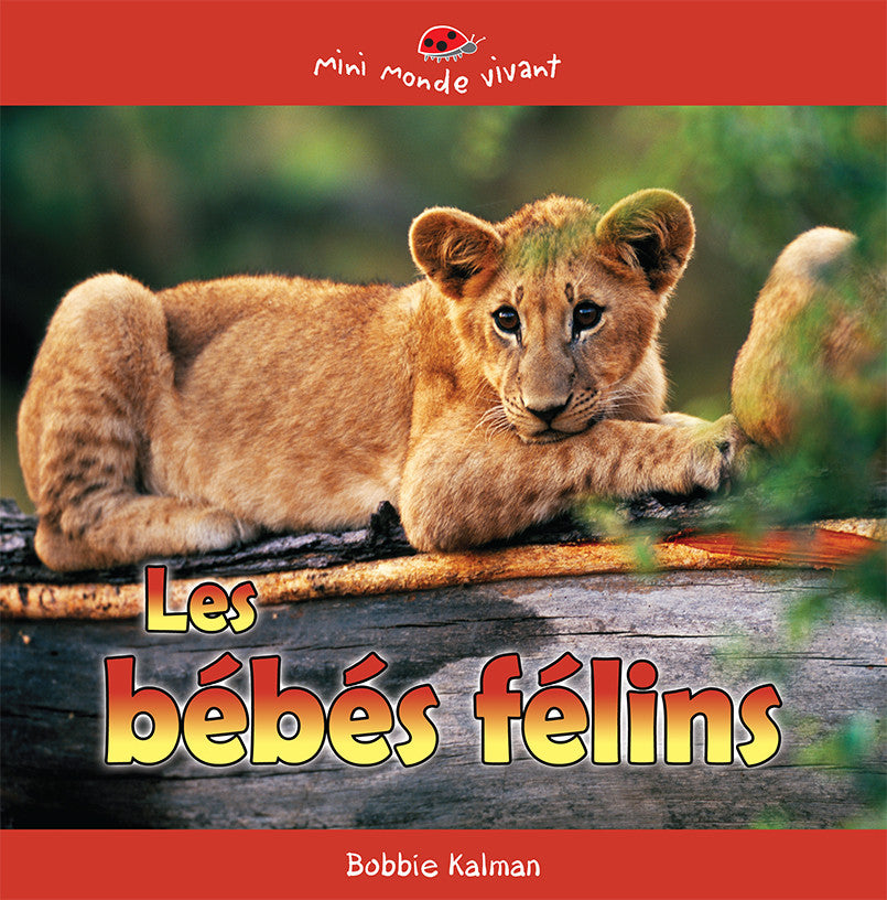 Les bébés félins